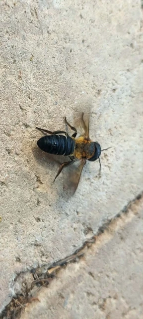 Megachile sculpturalis - óriás művészméh