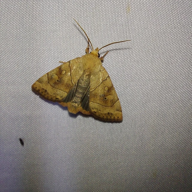 Cosmia trapezina - közönséges lombbagoly