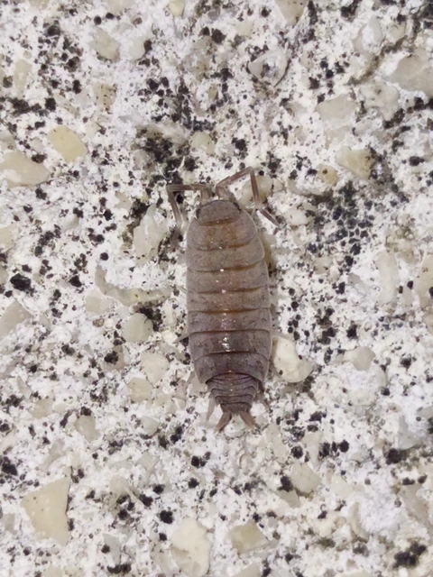 Isopoda - Ászkarákok