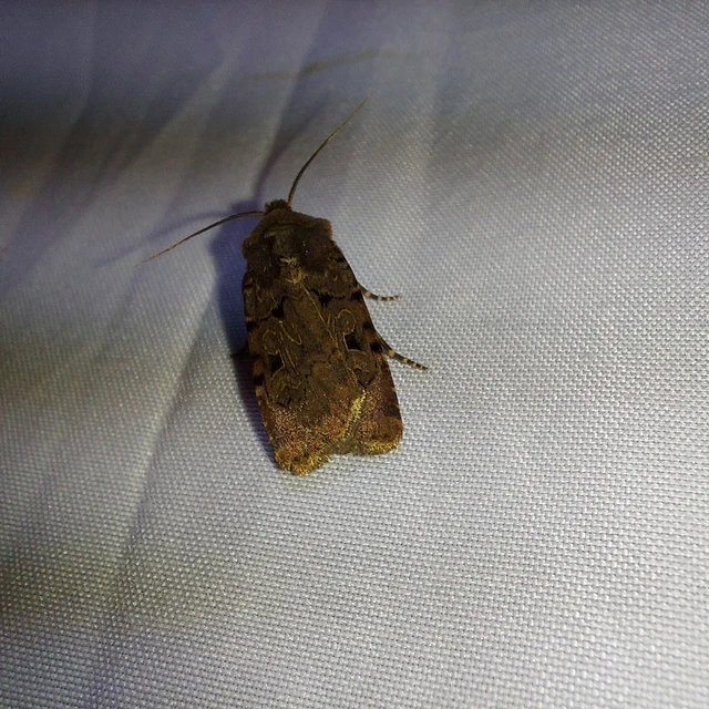 Chersotis rectangula - barna földibagoly