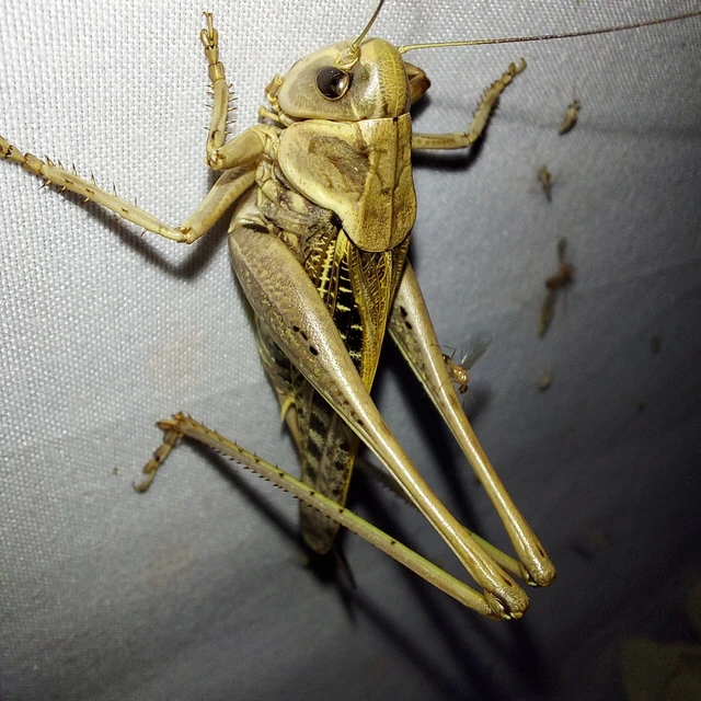 Decticus verrucivorus - szemölcsevő szöcske Decticus verrucivorus - szemölcsevő szöcske