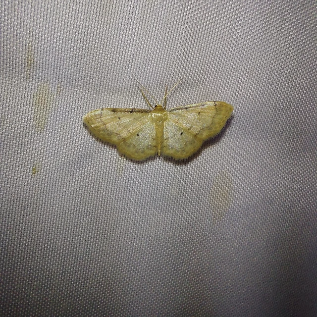 Idaea politaria - vonalas apróaraszoló