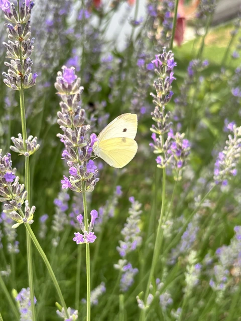 Pieris rapae - répalepke