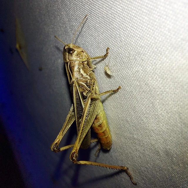 Stenobothrus lineatus - jajgató rétisáska