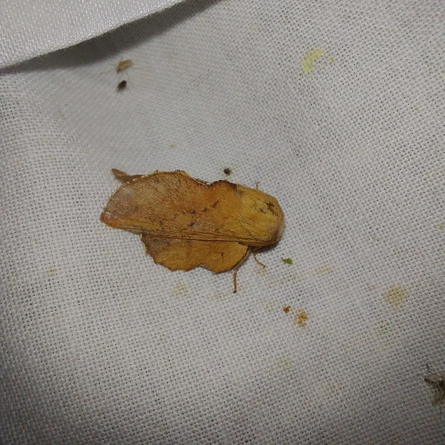 Phyllodesma tremulifolia - nyárlevélpohók