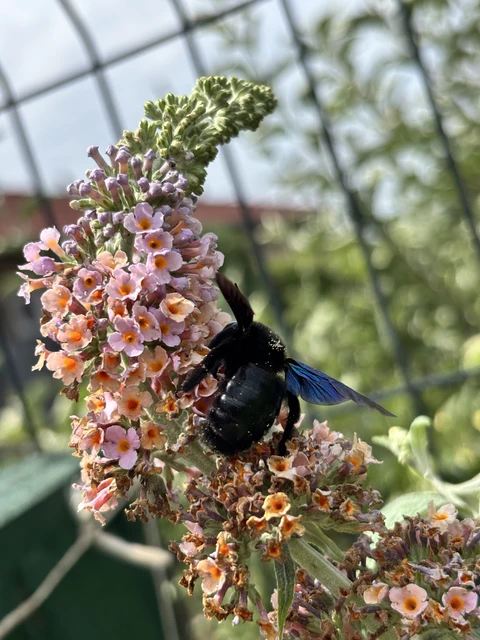 Xylocopa
