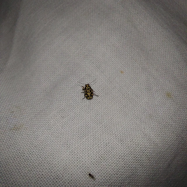 Pachybrachis tesselatus - ragyáshátú tömzsibogár