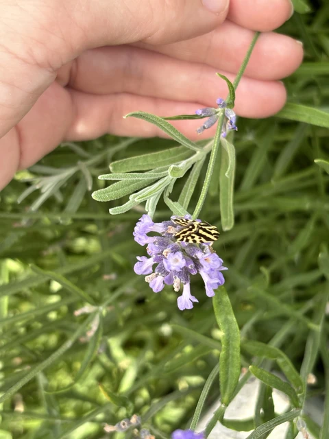 Emmelia trabealis - zebrabagoly