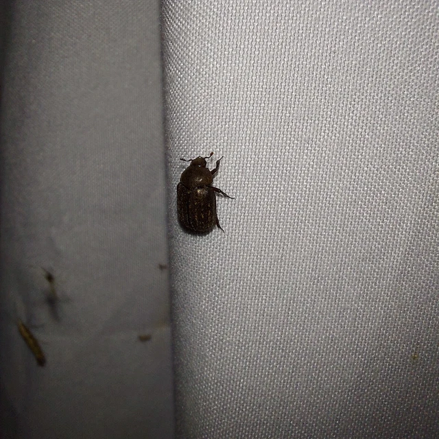 Aesalus scarabaeoides - szőrös szarvasbogár