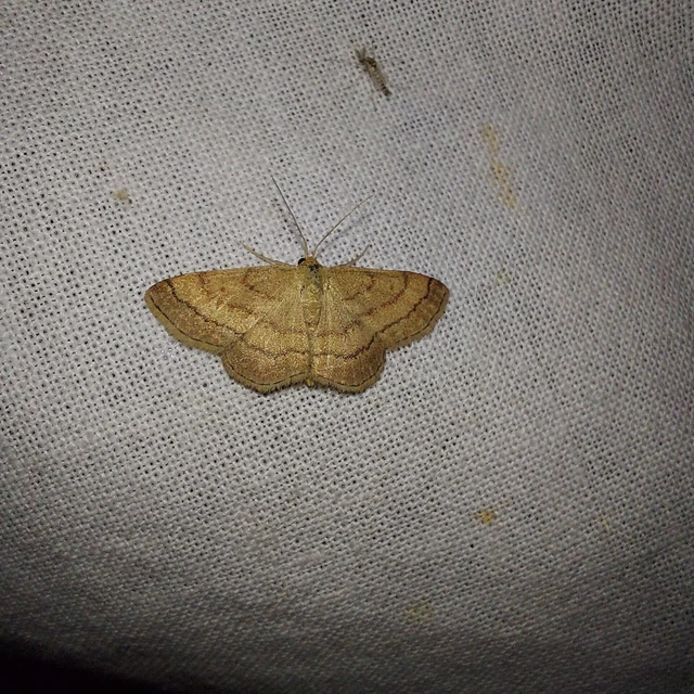 Scopula rubiginata - réti pirosaraszoló
