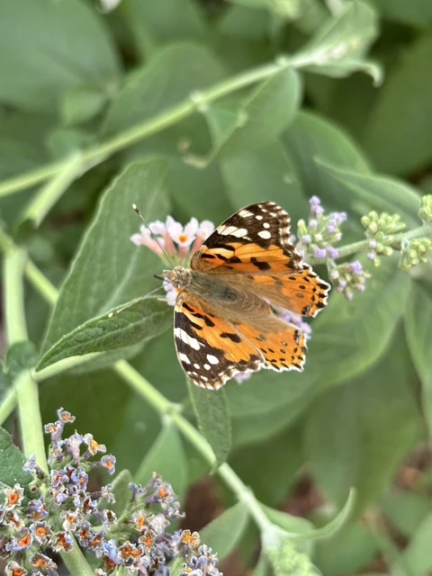 Vanessa cardui - bogáncslepke
