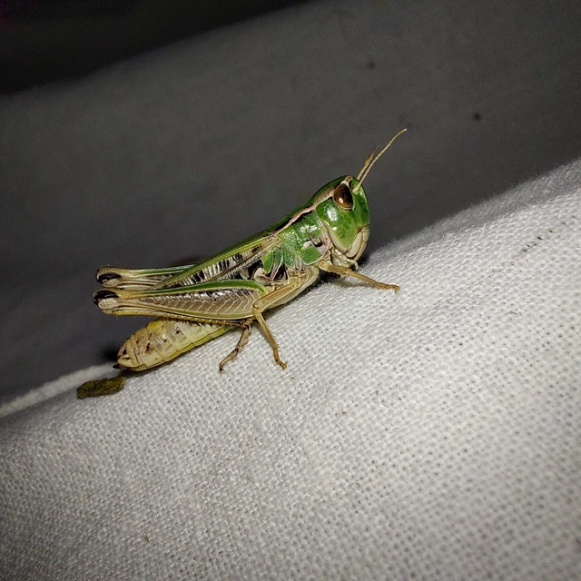 Stenobothrus nigromaculatus - sztyeppréti sáska
