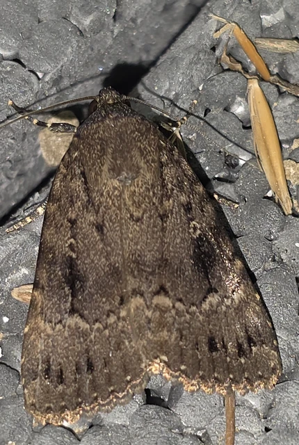Amphipyra berbera/pyramidea