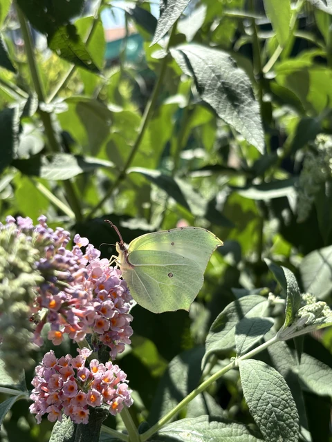 Gonepteryx rhamni - citromlepke