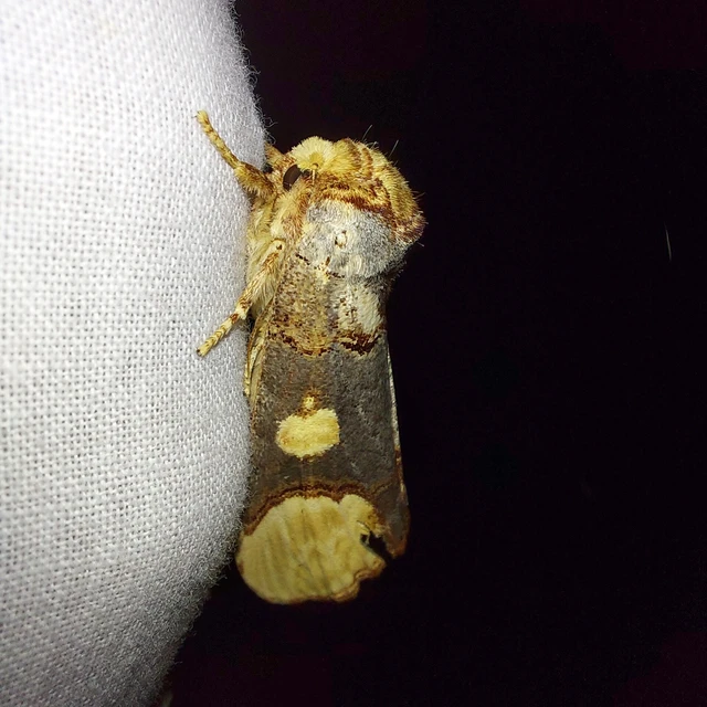 Phalera bucephaloides - magyar púposszövő