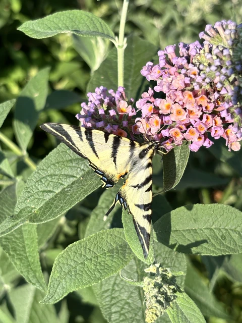 Iphiclides podalirius - kardoslepke