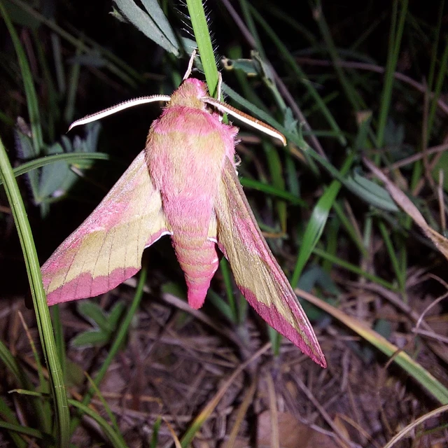 Deilephila porcellus - piros szender