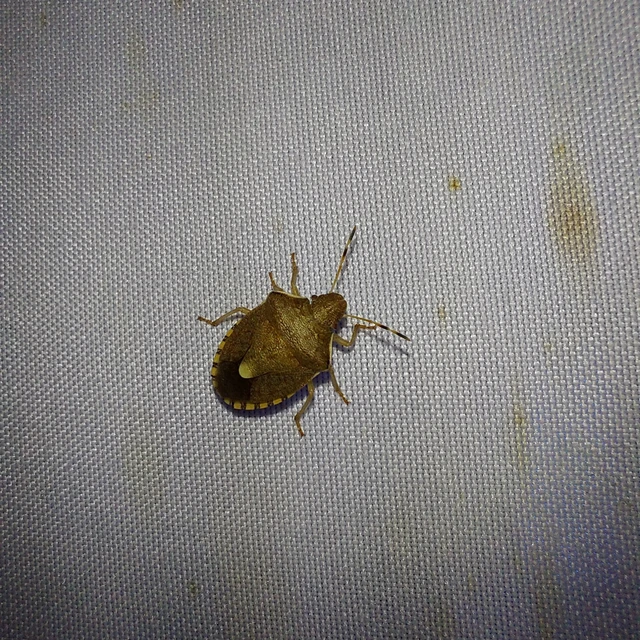 Peribalus strictus - tavaszi címerespoloska