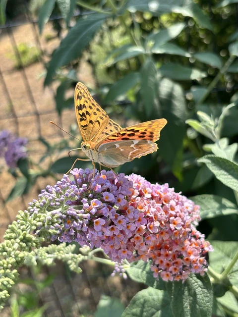Argynnis pandora - zöldes gyöngyházlepke