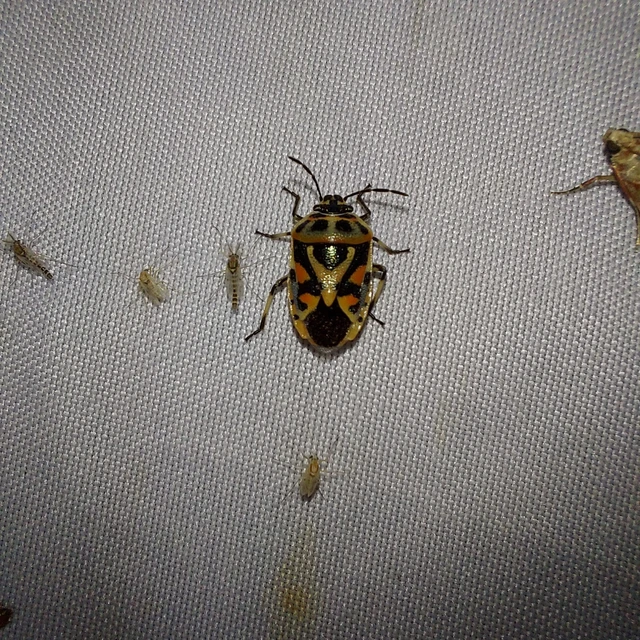 Eurydema ornata - díszespoloska Eurydema ornata - díszespoloska