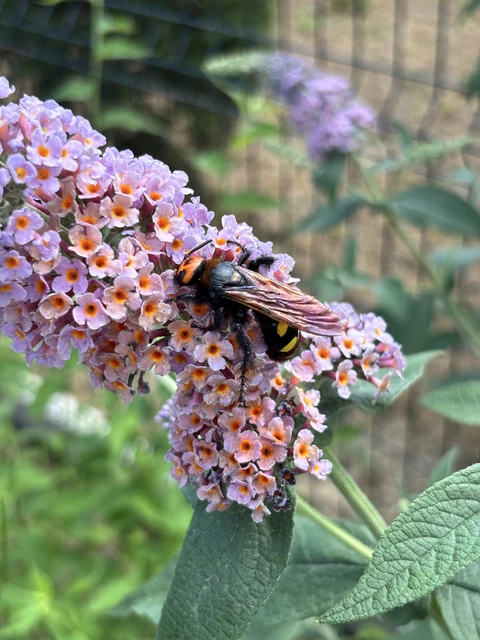 Megascolia maculata - óriás-tőrösdarázs
