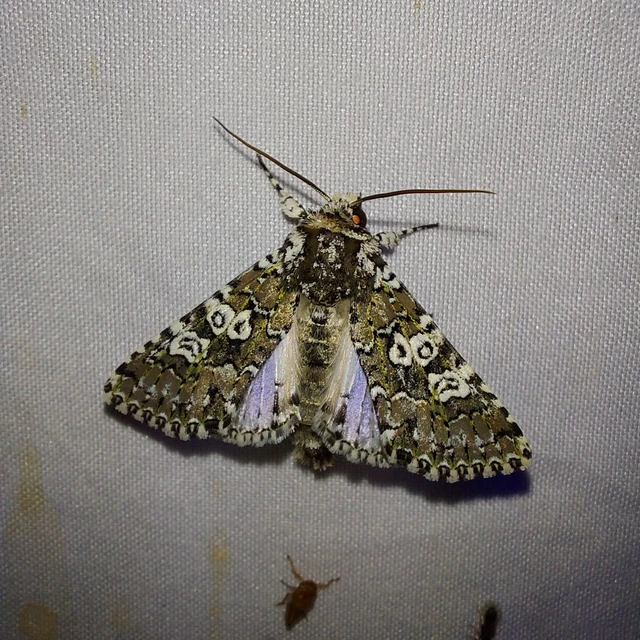 Lamprosticta culta - hármasfoltú bagoly