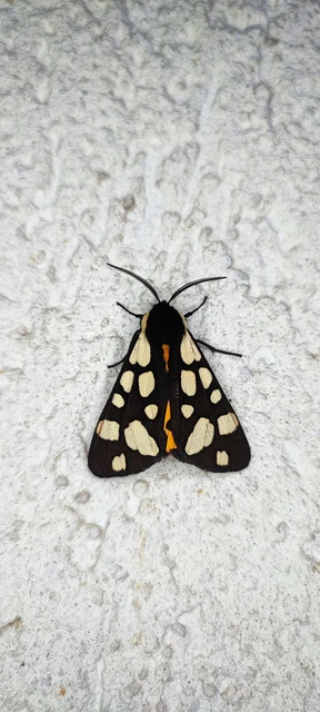Arctia villica - fekete medvelepke