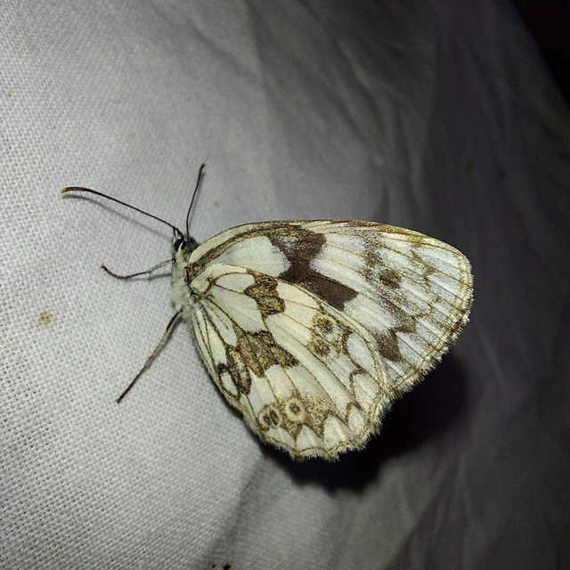 Melanargia galathea - sakktáblalepke
