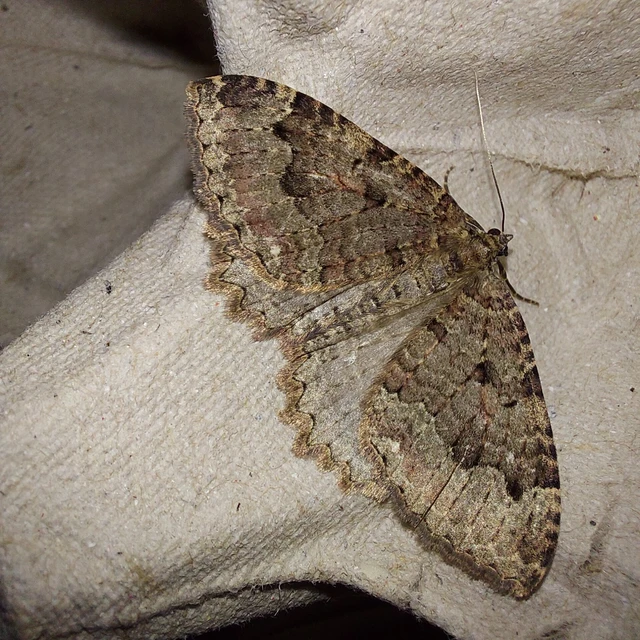 Triphosa dubitata - kutyabenge-araszoló