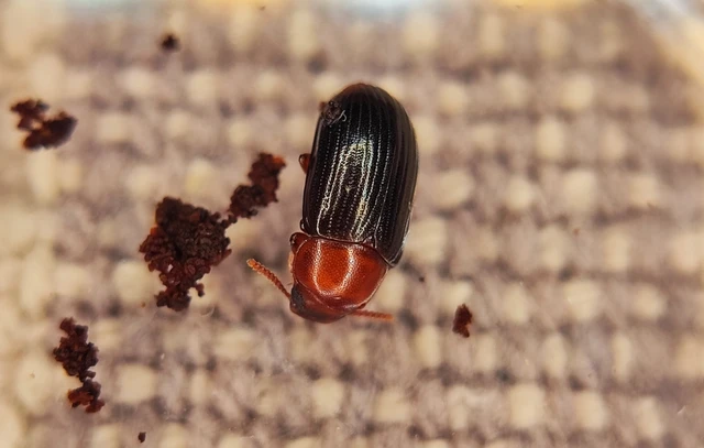 Neomida haemorrhoidalis
