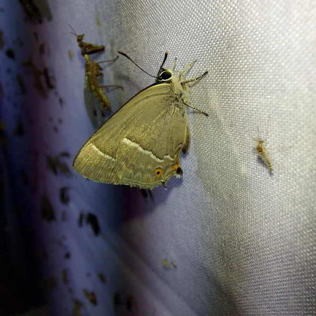 Neozephyrus quercus - tölgyfalepke