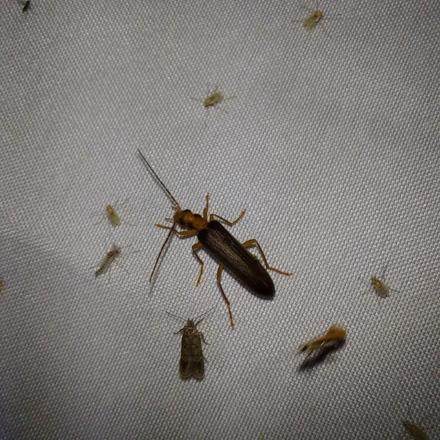Nacerdes carniolica - karnóliai álcincér