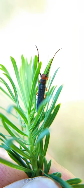 Oberea erythrocephala - pirosfejű kutyatejcincér