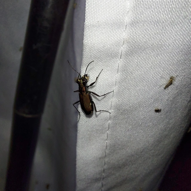 Cylindera germanica - parlagi homokfutrinka