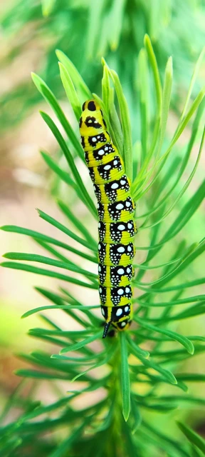 Hyles euphorbiae - kutyatejszender