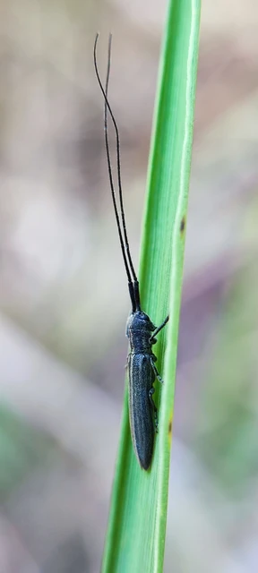 Calamobius filum - hosszúcsápú szalmacincér