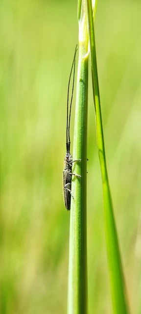 Calamobius filum - hosszúcsápú szalmacincér