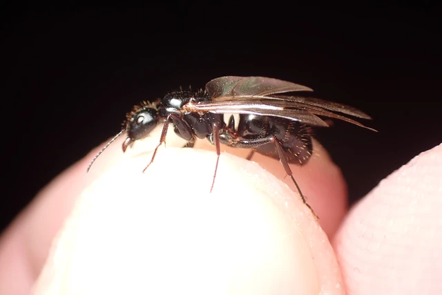 Camponotus aethiops - szőrös lóhangya