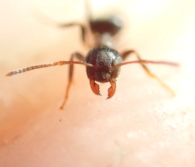 Lasius niger - közönséges feketehangya