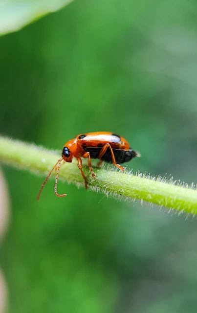 Phyllobrotica quadrimaculata - csukókalevelész