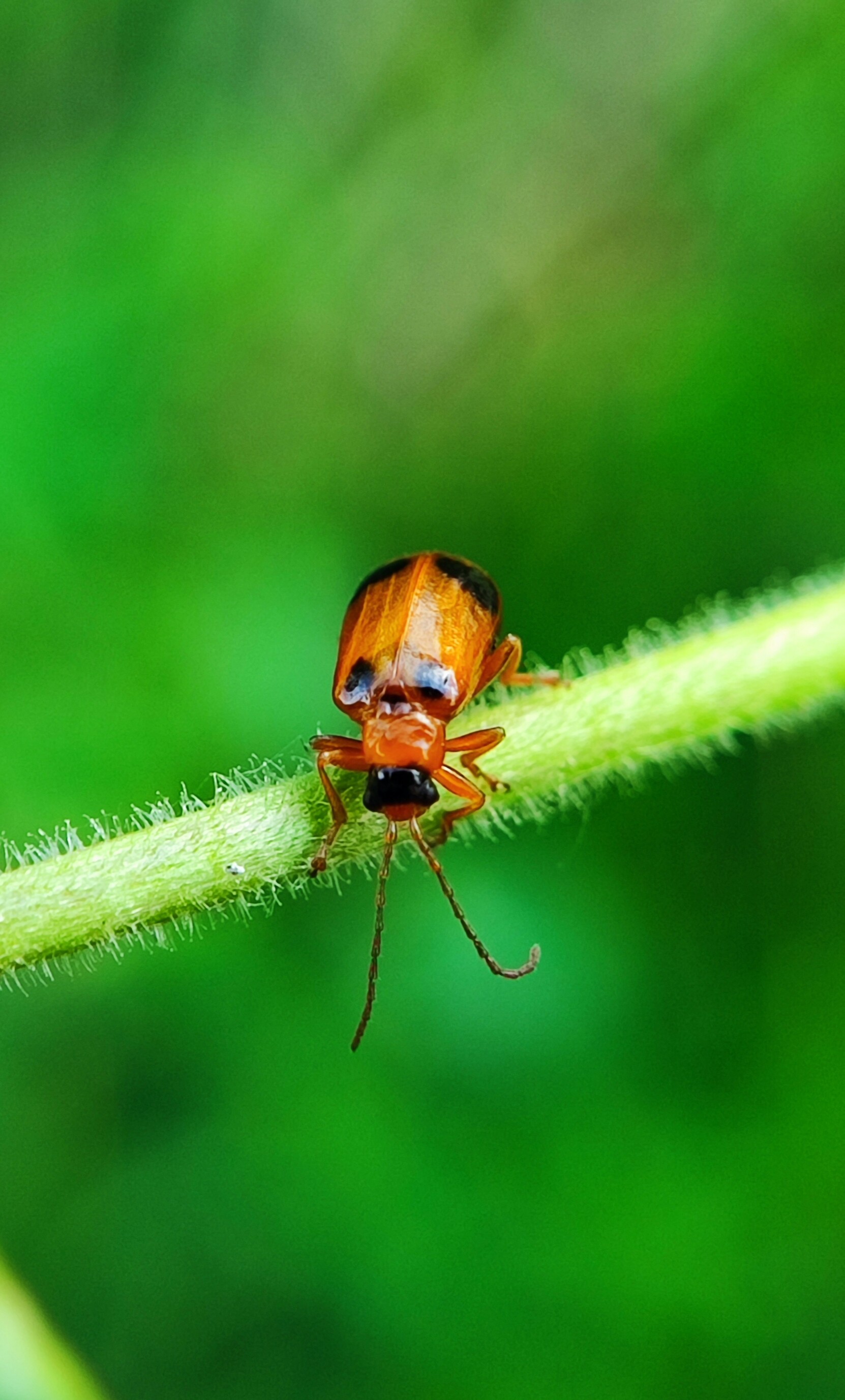 Phyllobrotica quadrimaculata - csukókalevelész