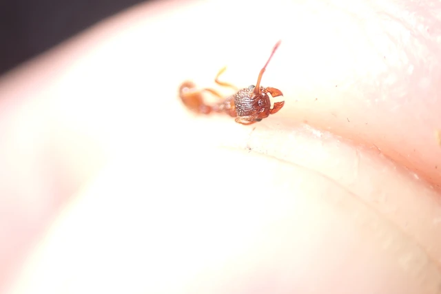 Myrmica sabuleti - gyakori bütyköshangya