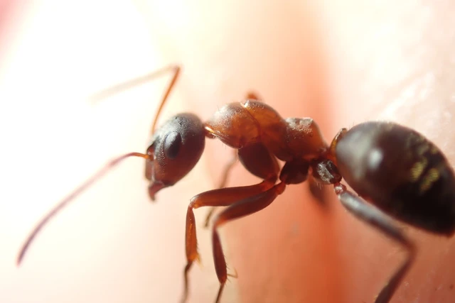 Formica rufibarbis - vörös rabszolgahangya