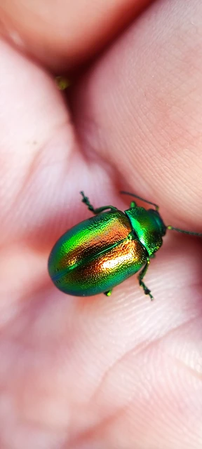 Chrysolina herbacea - zöld mentalevelész