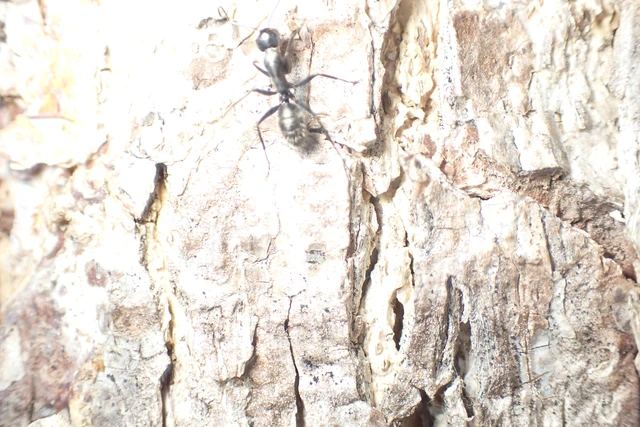 Camponotus vagus - fekete lóhangya