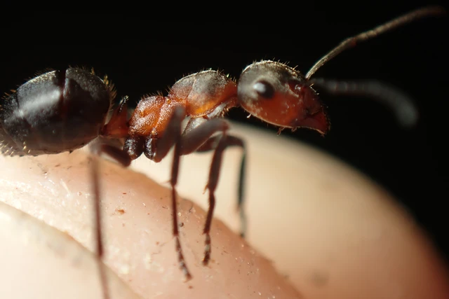 Formica pratensis - réti vöröshangya