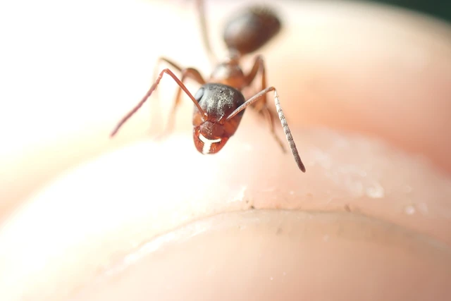 Formica rufibarbis - vörös rabszolgahangya