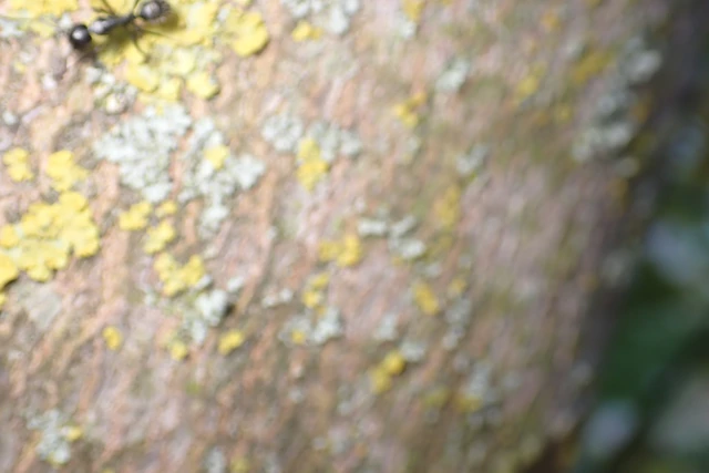 Camponotus vagus - fekete lóhangya