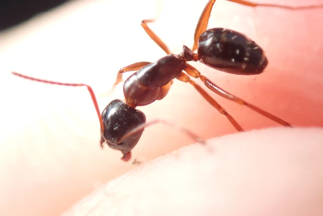Camponotus fallax - ligeti lóhangya