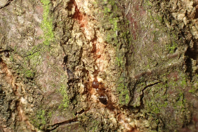Lasius brunneus - rozsdáshátú feketehangya